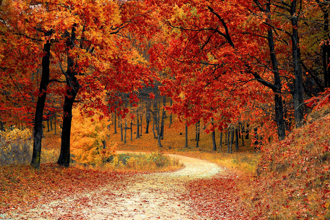 A Softer Season: Creating Fall Ambiance, One Room at a Time
