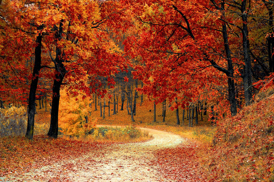 A Softer Season: Creating Fall Ambiance, One Room at a Time