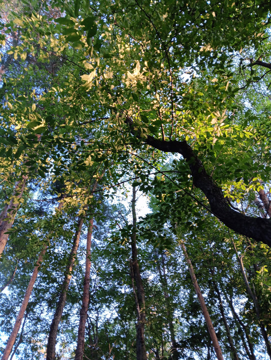 Back To Nature