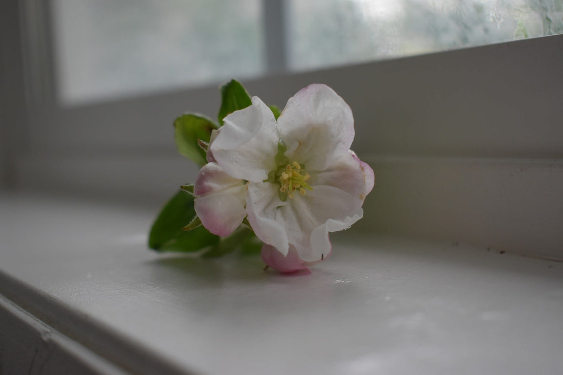 Coming Home: The Nostalgic Scent of Country Home and the Essential Oils That Make It