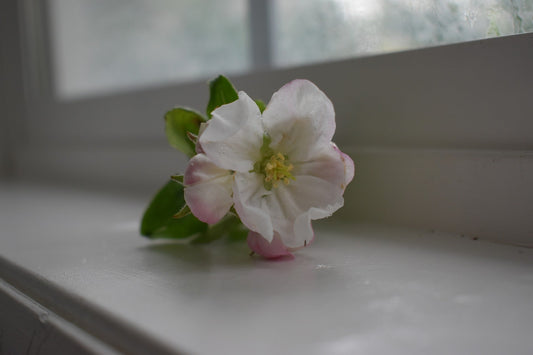 Coming Home: The Nostalgic Scent of Country Home and the Essential Oils That Make It