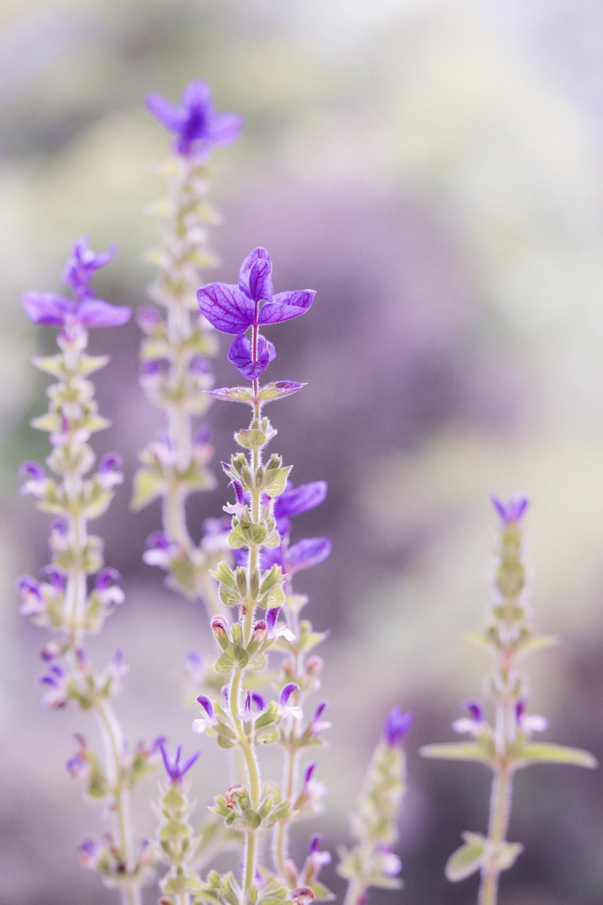 Ritual Blend: The Lavender & White Tea Candle Made for Your Self-Care Ritual