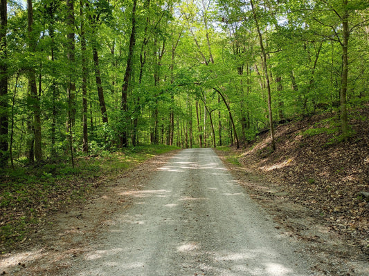 Sunlit gravel road winding through a lush green hardwood forest in western Tennessee