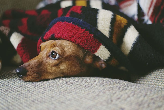 Comfy Cozy