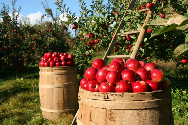 Apple Orchard candle with crates of red apples in an orchard