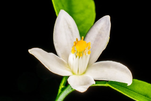 Orange Blossom