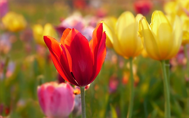Tulip