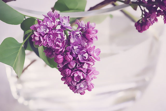 Blossom