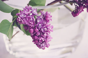Blossom