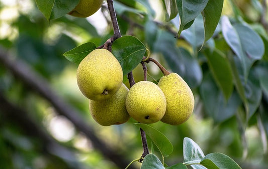 Pear branch with three yellow-green fruits and green leaves