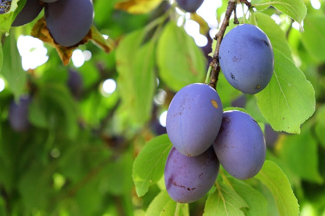 Orchard plum fruit cluster with dark purple plums and green leaves on a branch