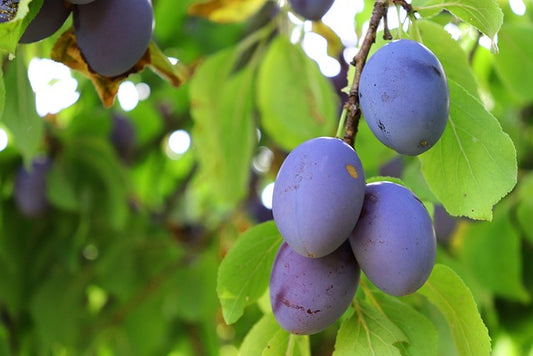 Orchard plum fruit cluster with dark purple plums and green leaves on a branch