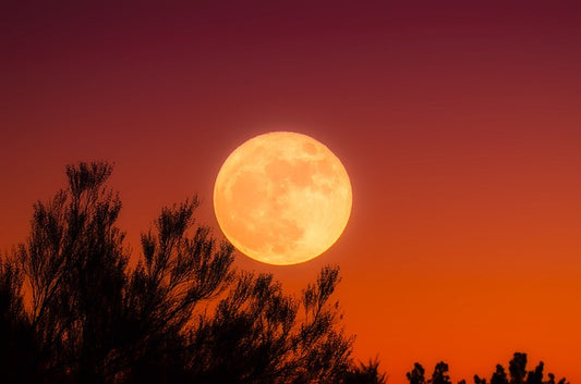 Harvest Moon candle label art with full moon and silhouetted tree branches