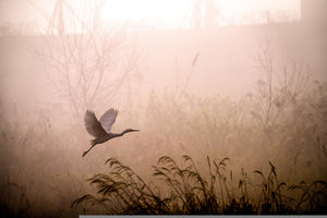 Morning Meditation